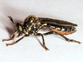 Dioctria atricapilla